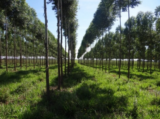 INFO M.I.C.: EJECUTIVO PROMULGÓ LA LEY DE LOS CRÉDITOS DEL CARBONO, CON EL OBJETIVO DE CONTAR CON UNA NACIÓN MÁS SOSTENIBLE